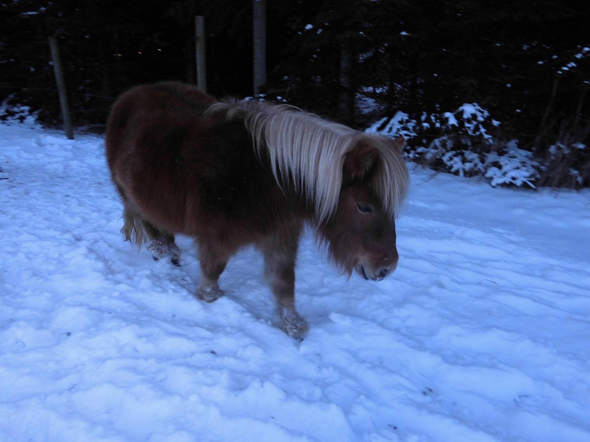 Shetlænder Flintdales Bjørk R.I.P  billede 5