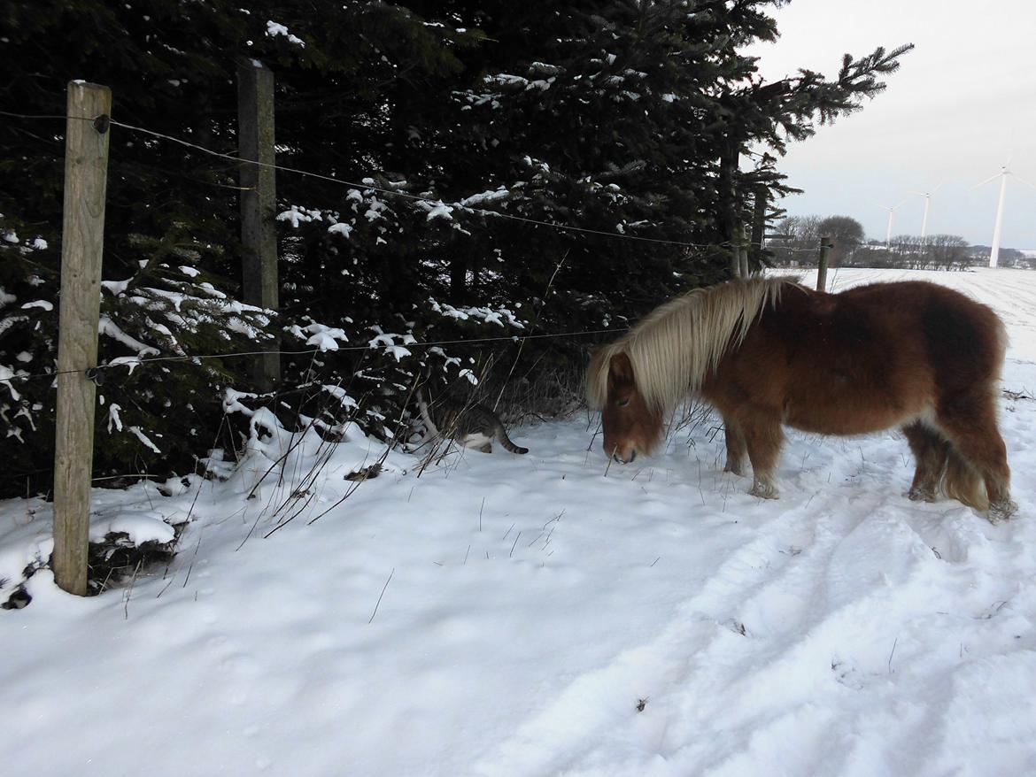 Shetlænder Flintdales Bjørk R.I.P  - Der jages lige en kat ud fra marken :D billede 6