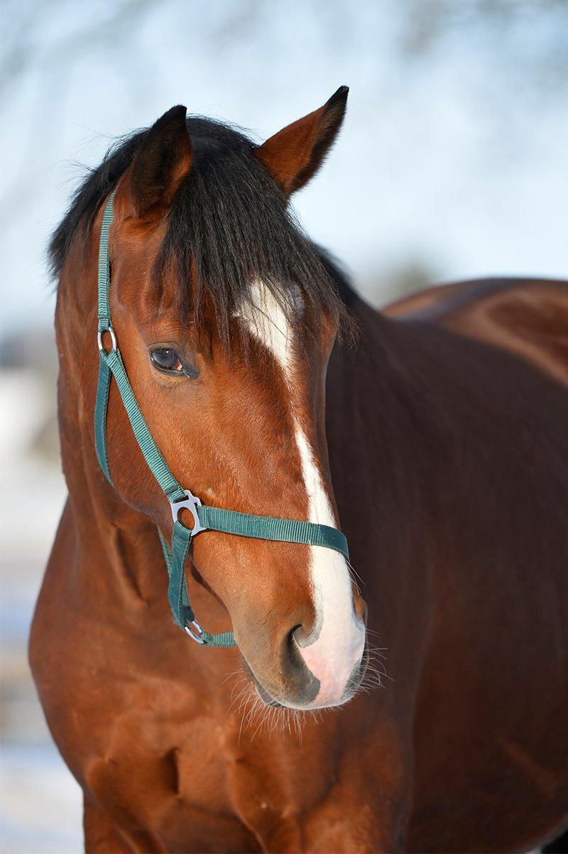 Dansk Varmblod Era Picture - Perfect - Foto: Ridehesten.com/Sanne Kolind billede 33