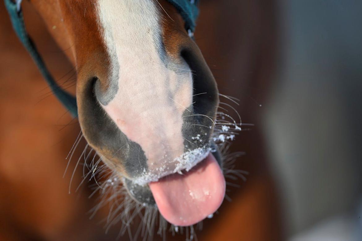 Dansk Varmblod Era Picture - Perfect - Foto: Ridehesten.com/Sanne Kolind billede 35