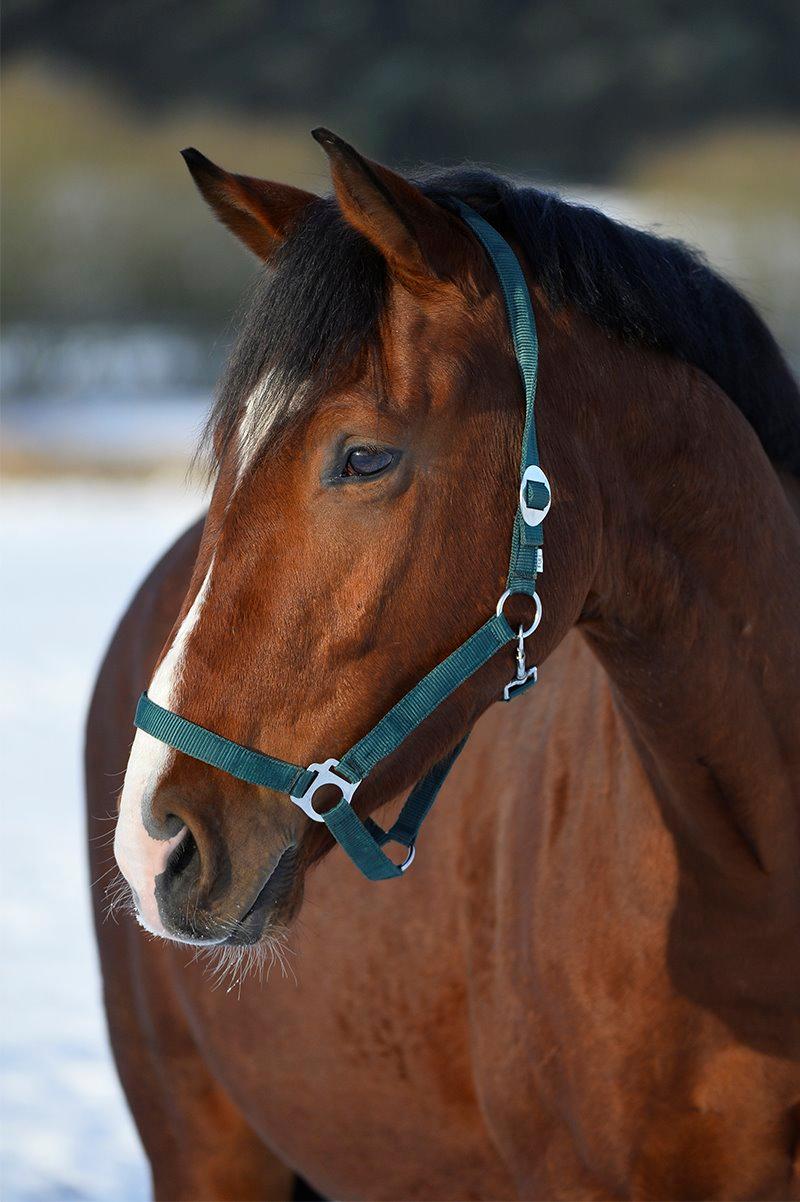 Dansk Varmblod Era Picture - Perfect - Foto: Ridehesten.com/Sanne Kolind billede 36