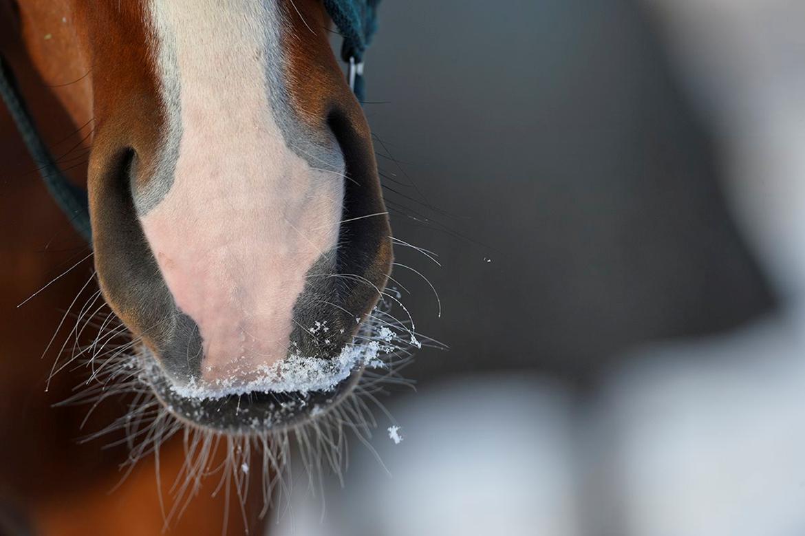 Dansk Varmblod Era Picture - Perfect - Foto: Ridehesten.com/Sanne Kolind billede 34