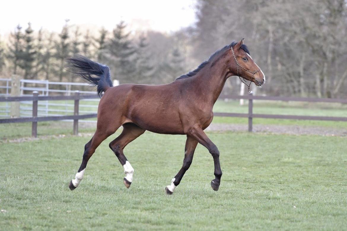 Dansk Varmblod Era Picture - Perfect billede 5