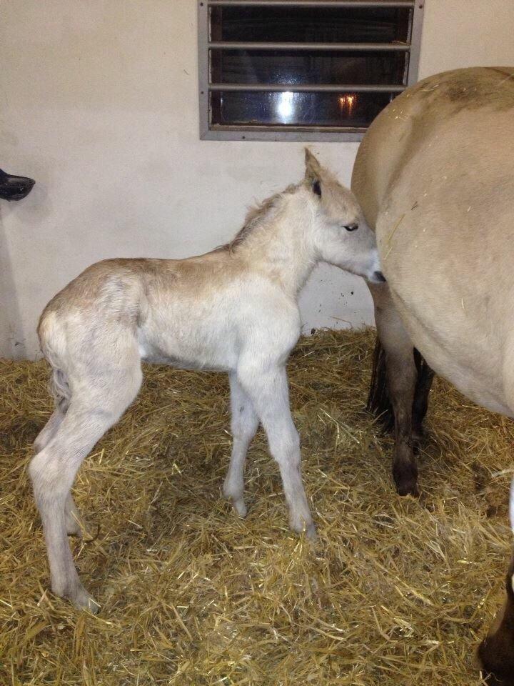 Fjordhest Munkegårdens sille billede 27