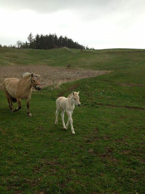 Fjordhest Munkegårdens sille billede 30
