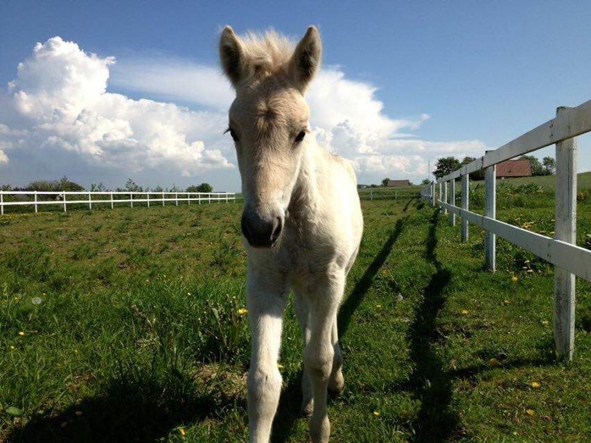 Fjordhest Munkegårdens sille billede 37