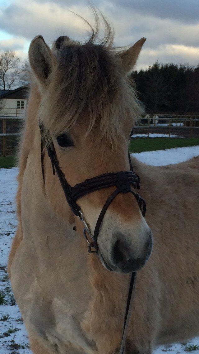 Fjordhest Munkegårdens sille billede 45