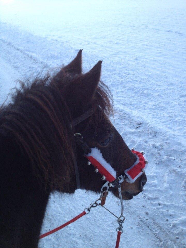 New Forest Freja billede 19