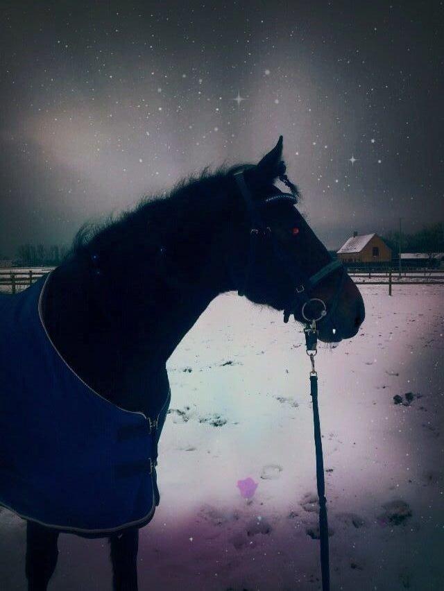 Hollandsk Varmblod Ravel billede 20