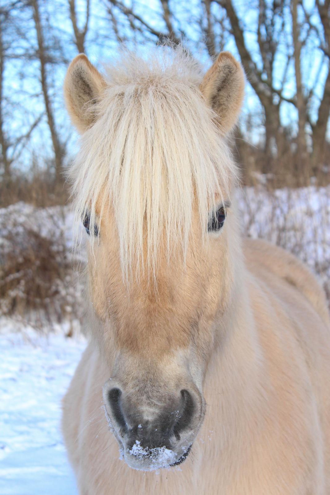Fjordhest Oyvind møldrup - Smukke Oyvind <3 Taget D. 15/1-16 af Sabrina Christensen (mig)  billede 5