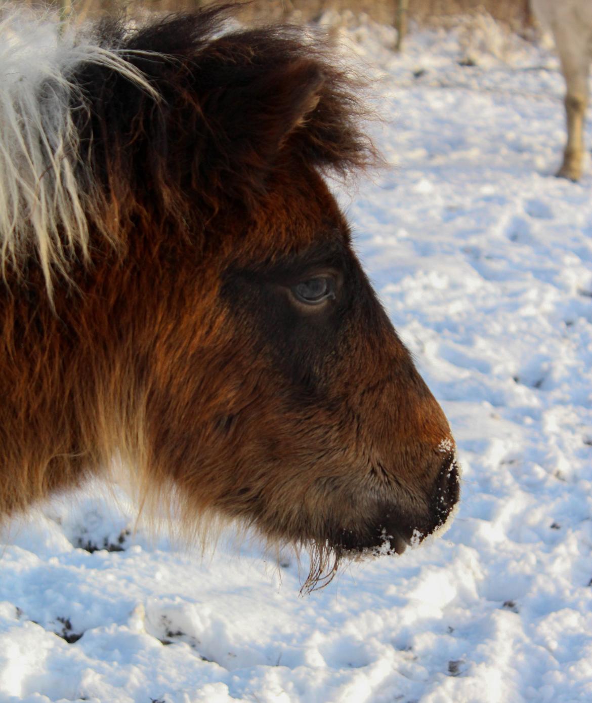 Shetlænder blanding  Gizmo  - taget D. 15/1-16 billede 6