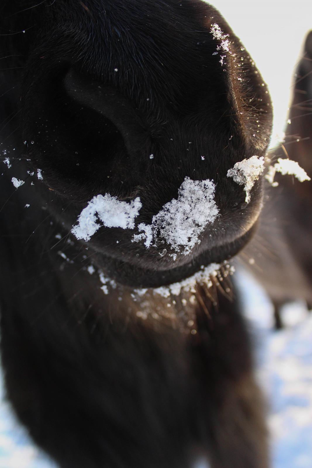 Shetlænder Mosbækmindes Toscana - taget D. 15/1-16 billede 18