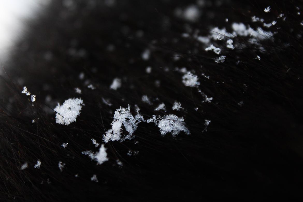 Shetlænder Mosbækmindes Toscana - taget D. 15/1-16 billede 19