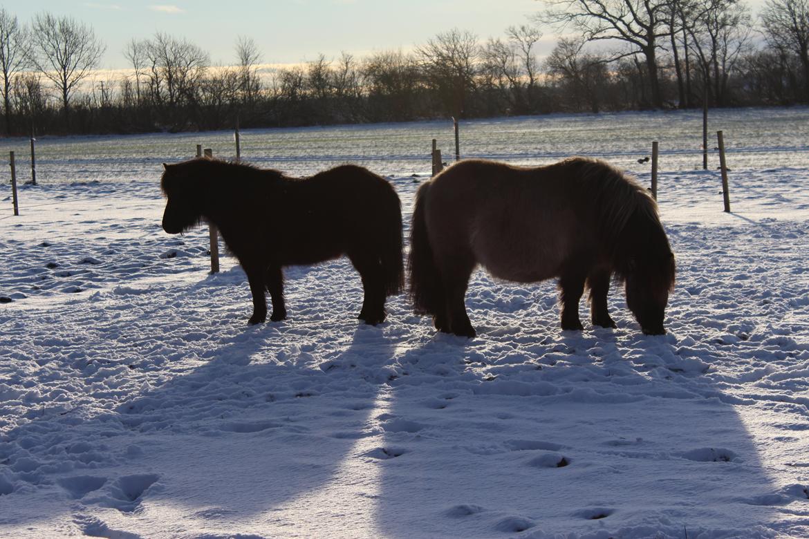 Shetlænder Mosbækmindes Toscana - taget D. 15/1-16 billede 20