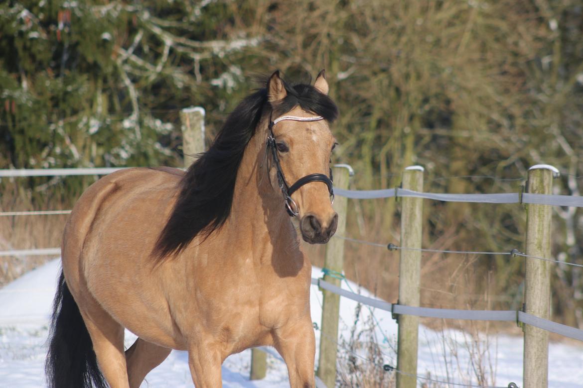 Welsh Partbred (Sec F) Aastrupgaards nyx billede 42