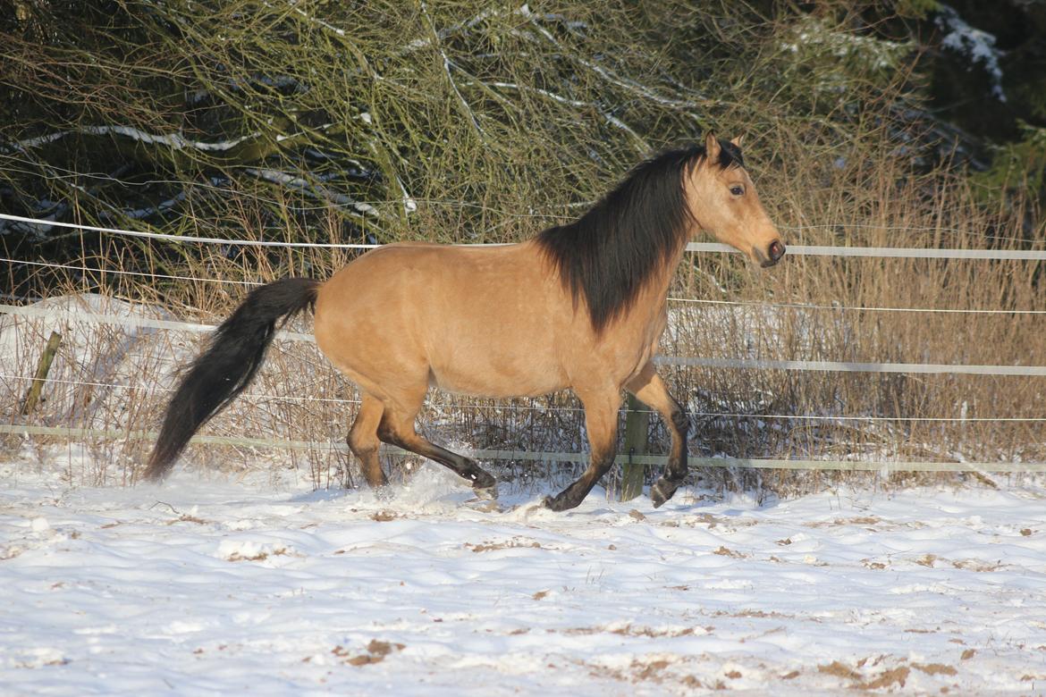 Welsh Partbred (Sec F) Aastrupgaards nyx billede 44