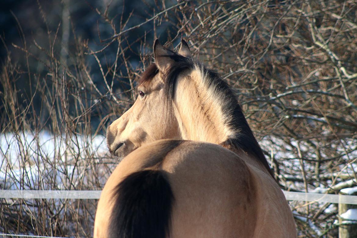 Welsh Partbred (Sec F) Aastrupgaards nyx billede 45