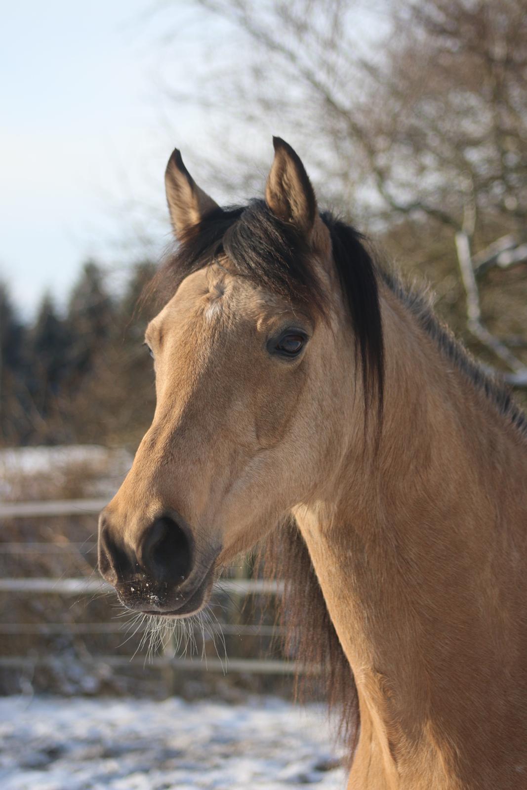 Welsh Partbred (Sec F) Aastrupgaards nyx billede 46