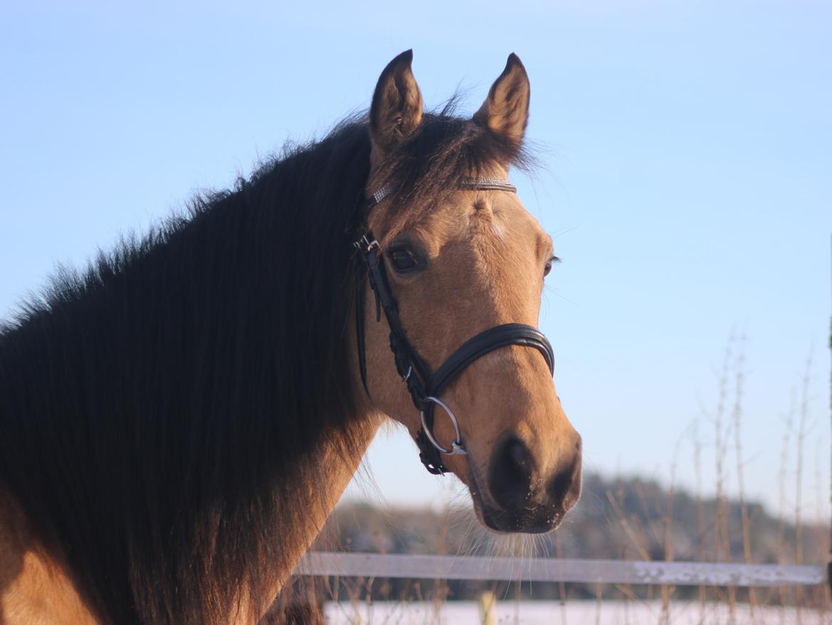 Welsh Partbred (Sec F) Aastrupgaards nyx billede 47