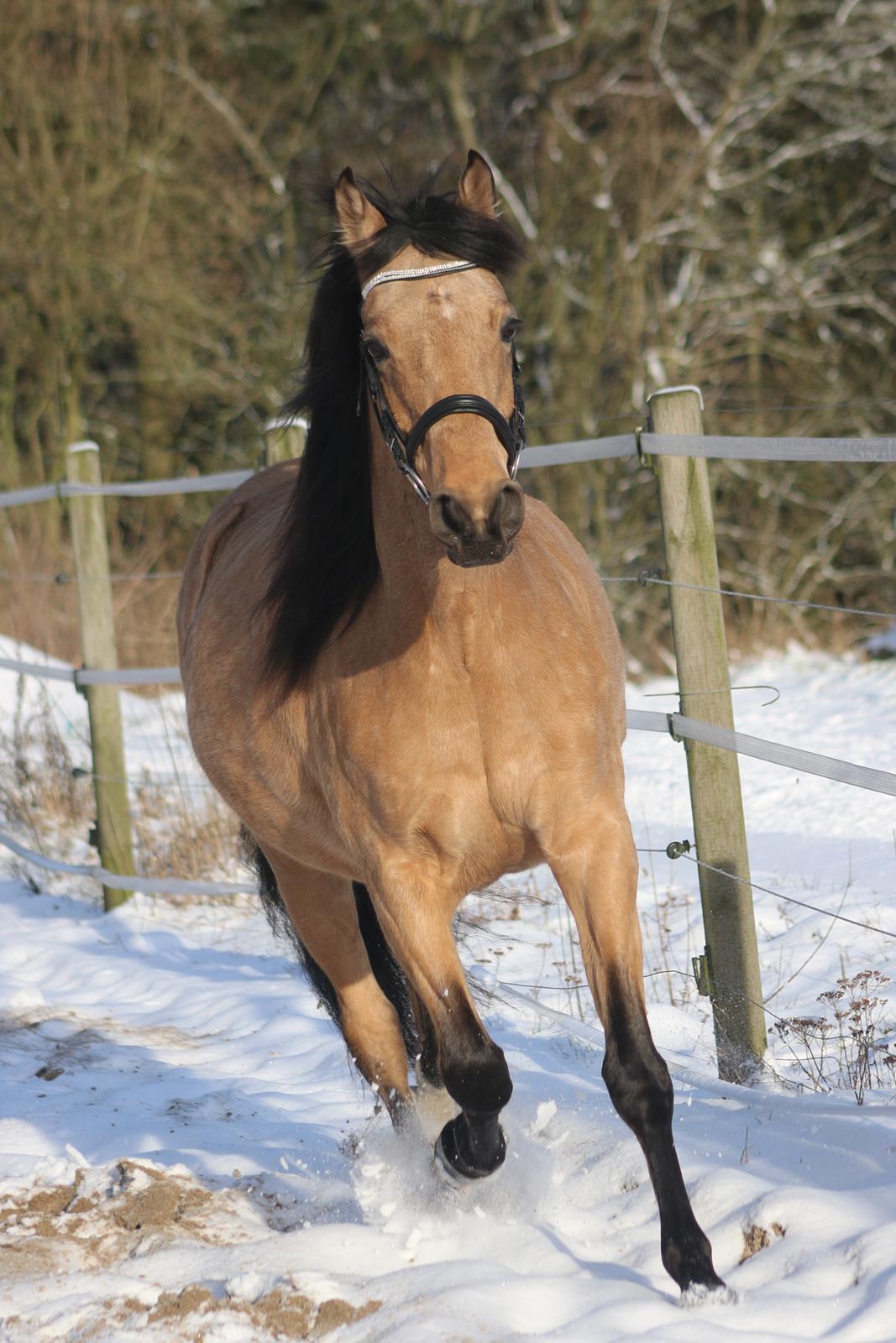 Welsh Partbred (Sec F) Aastrupgaards nyx billede 43