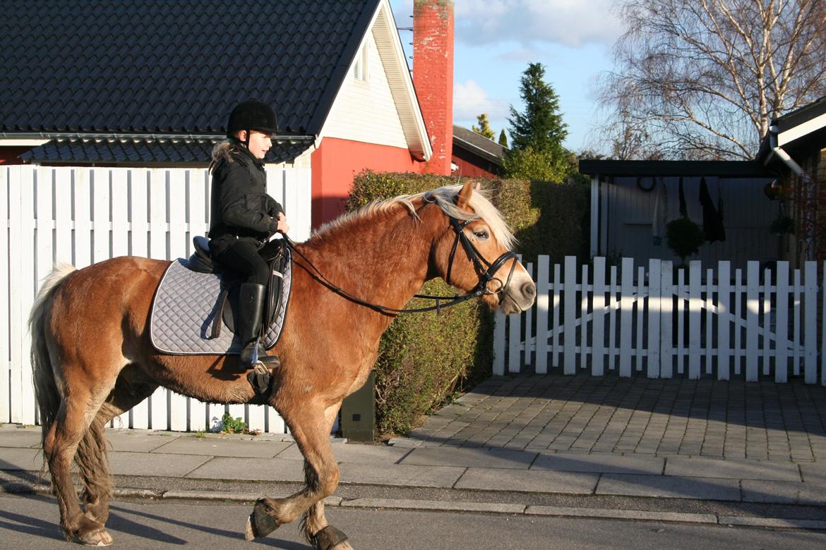 Haflinger Willy billede 10
