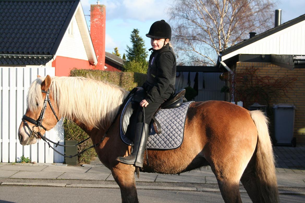 Haflinger Willy billede 5