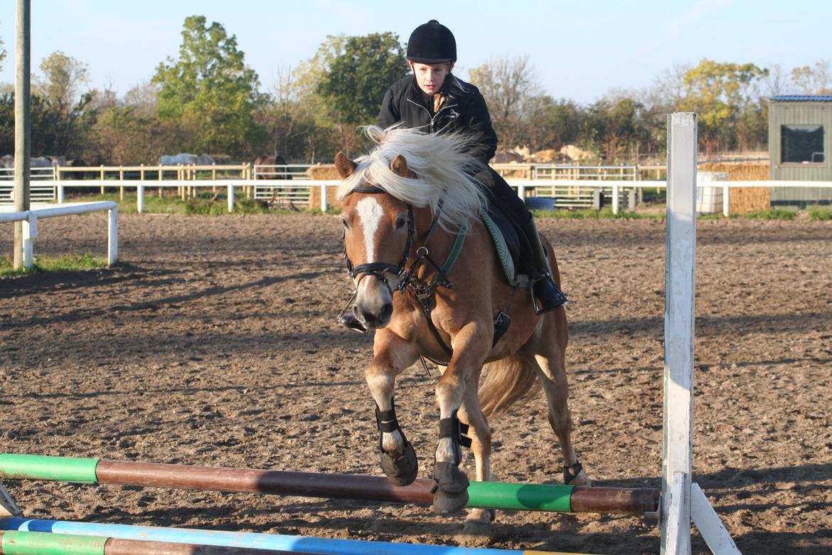 Haflinger Willy billede 4