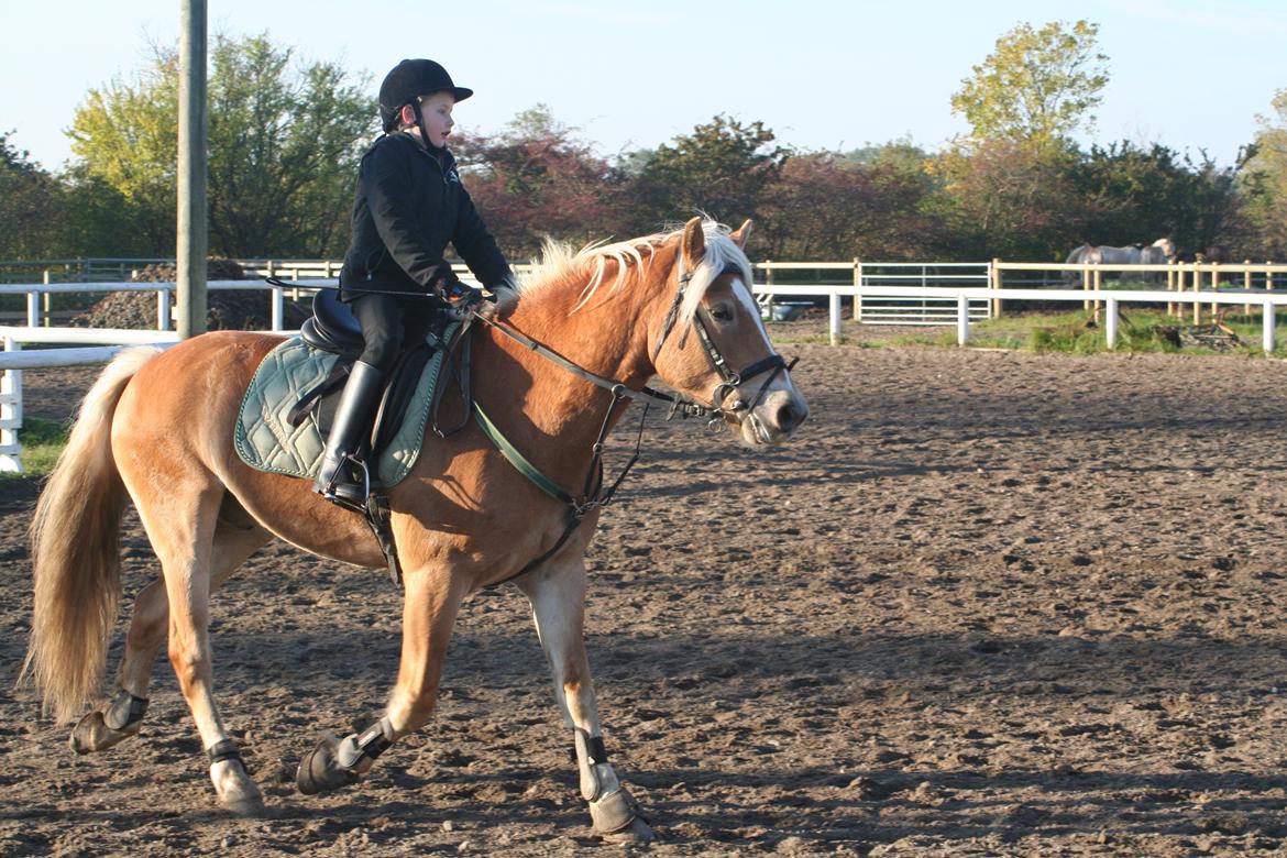 Haflinger Willy billede 2