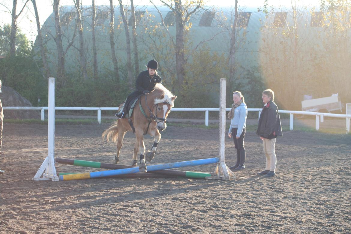 Haflinger Willy billede 6