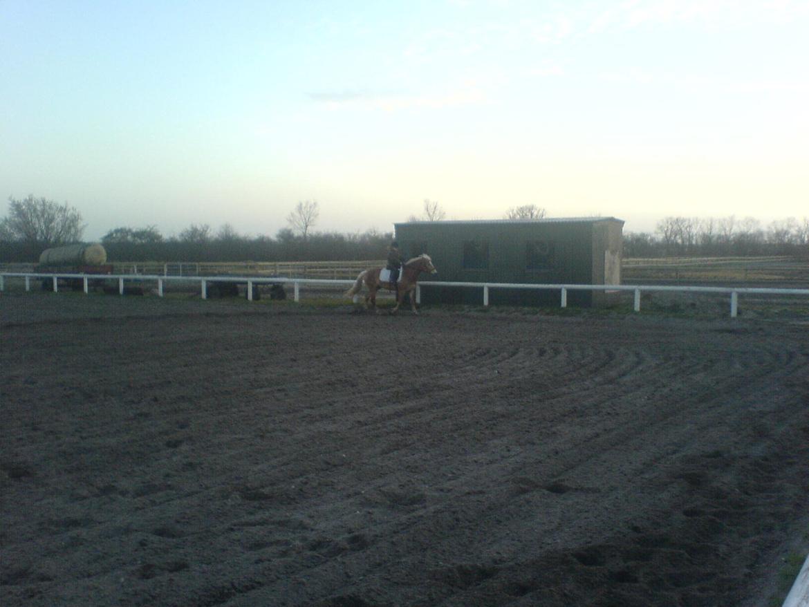 Haflinger Willy billede 7