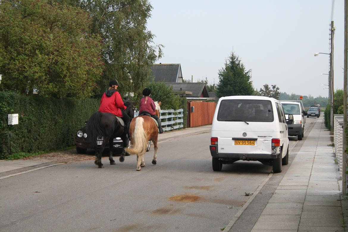 Haflinger Willy billede 12