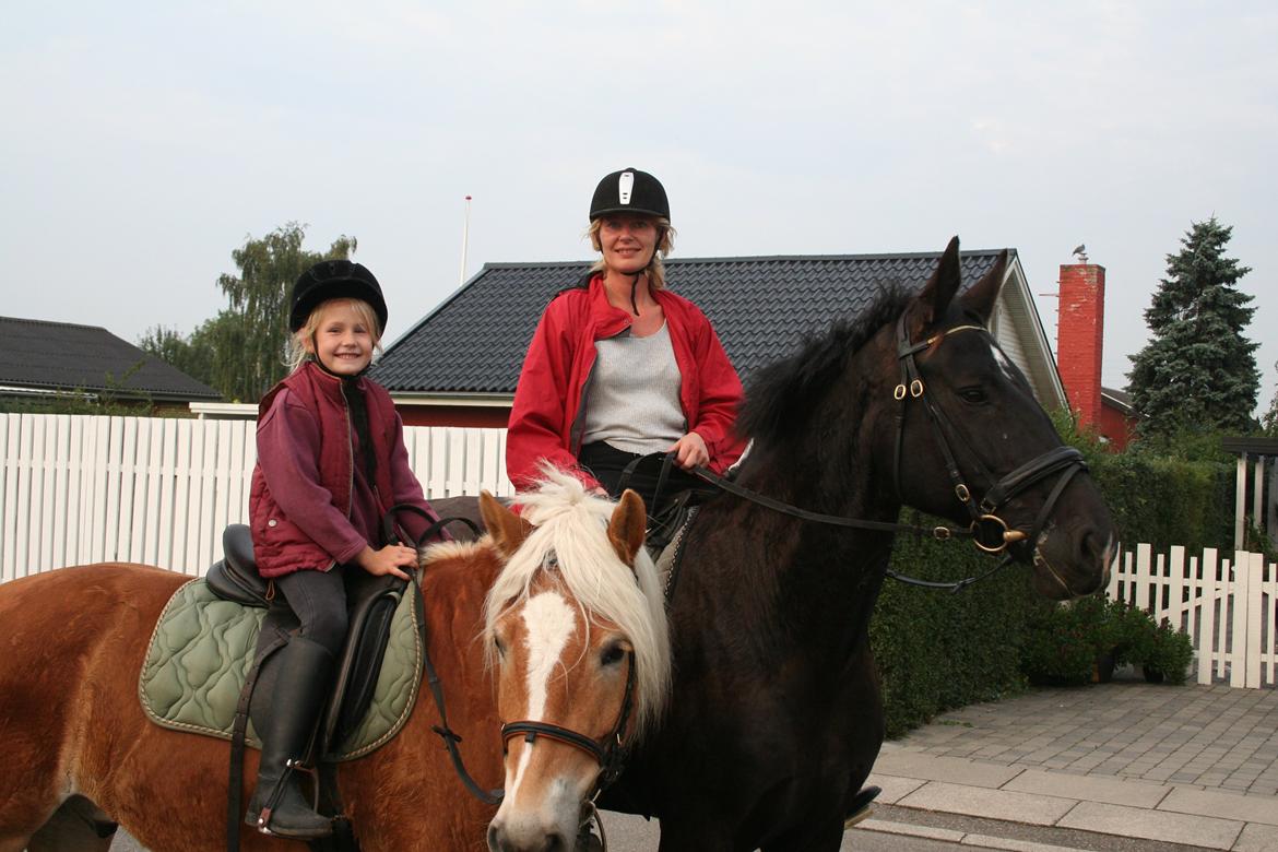 Haflinger Willy billede 13