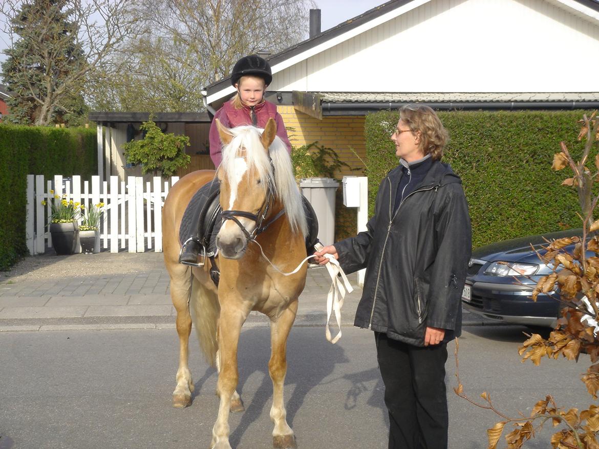 Haflinger Willy billede 14