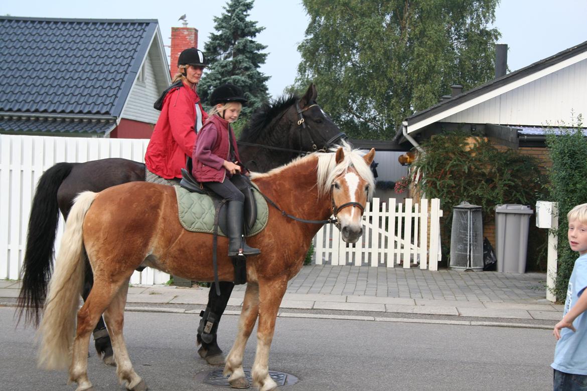 Haflinger Willy billede 9