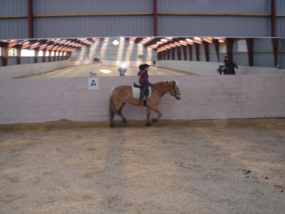 Haflinger Willy billede 3