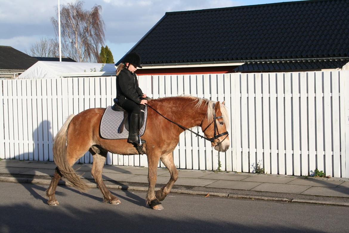 Haflinger Willy billede 11
