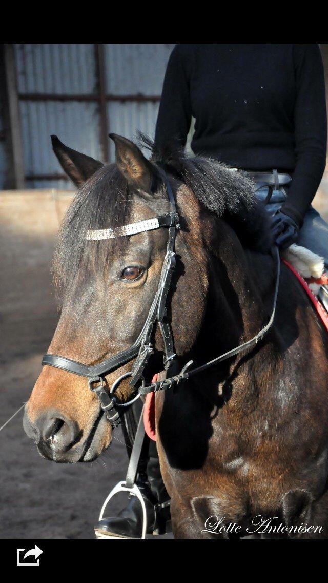 New Forest Van't Veld Hans Olando (olle) - SMUKKE PONY!! billede 9