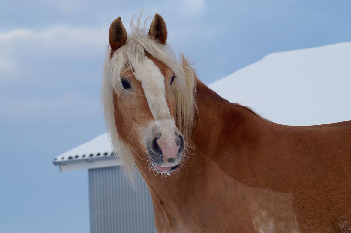 Haflinger Rascitta billede 13