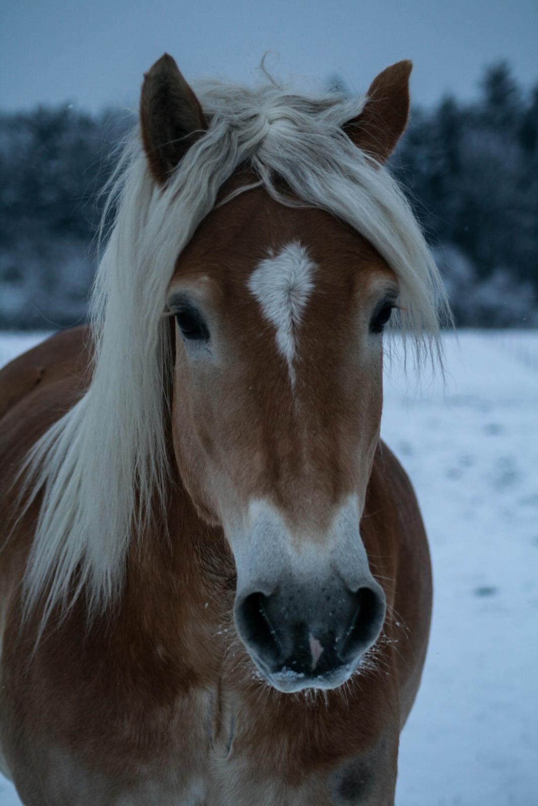 Tyroler Haflinger Waikato billede 29