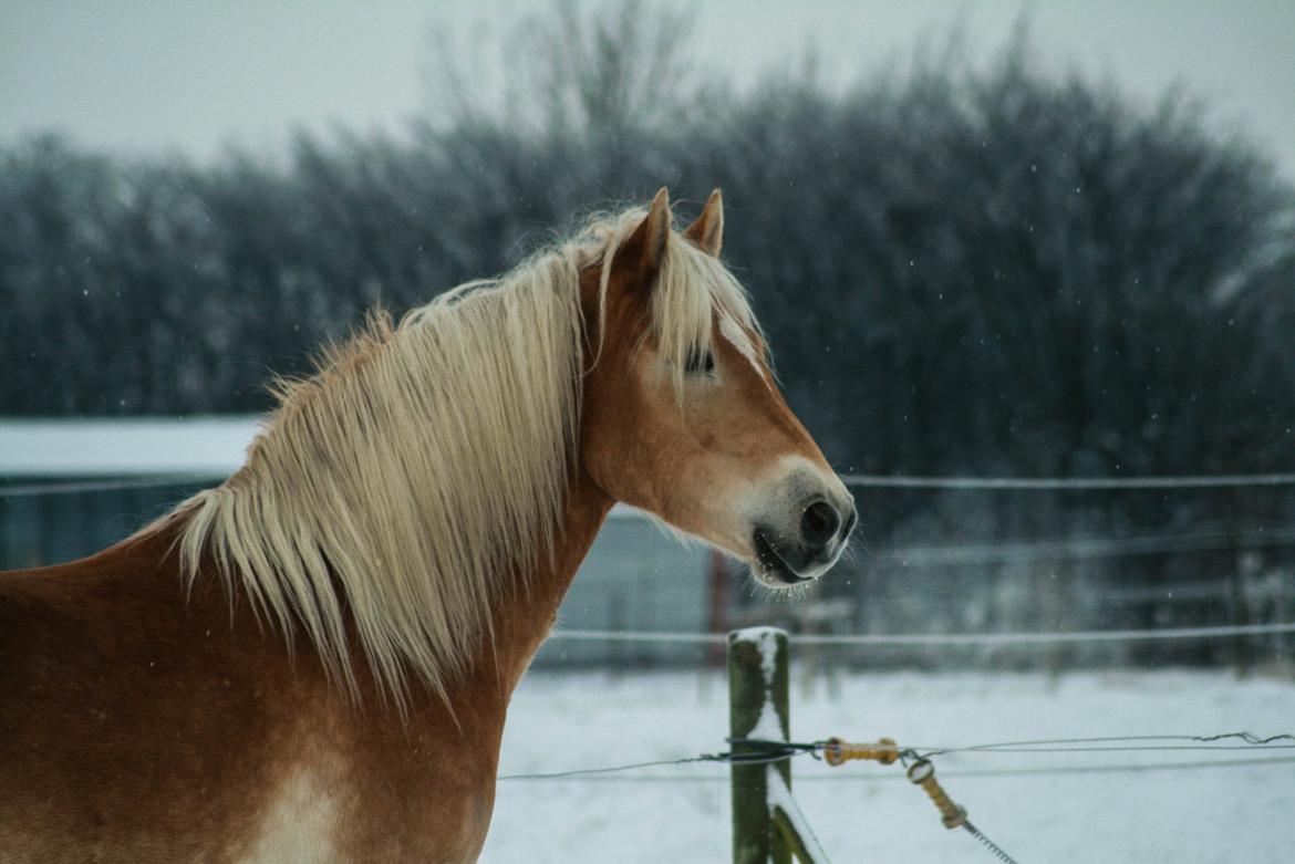 Tyroler Haflinger Waikato billede 5