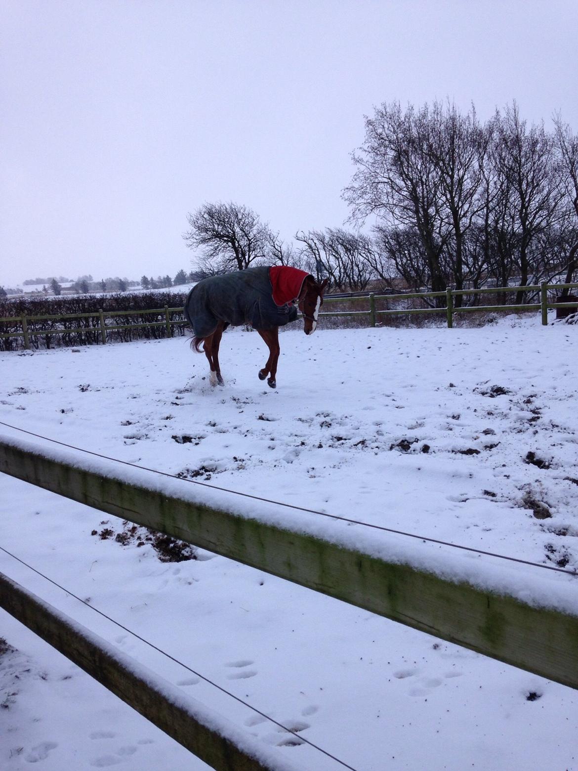 Dansk Varmblod Weltsieger billede 11