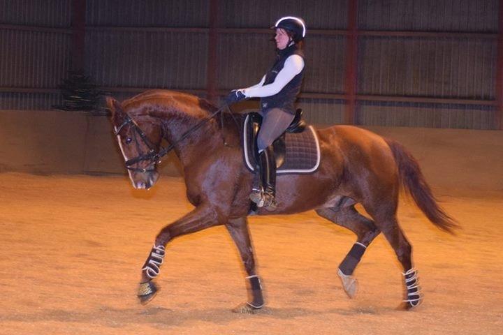 Dansk Varmblod Weltsieger billede 12