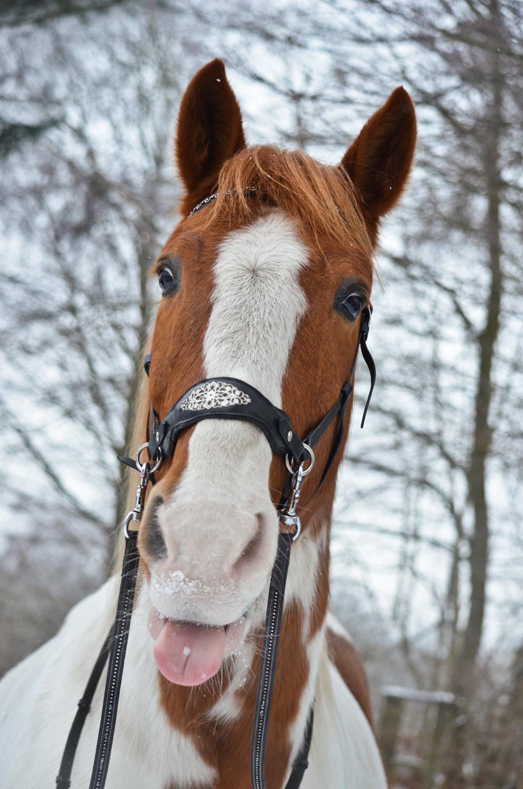 Anden særlig race KTMMX Ramon - Skøre kugle <3  billede 20