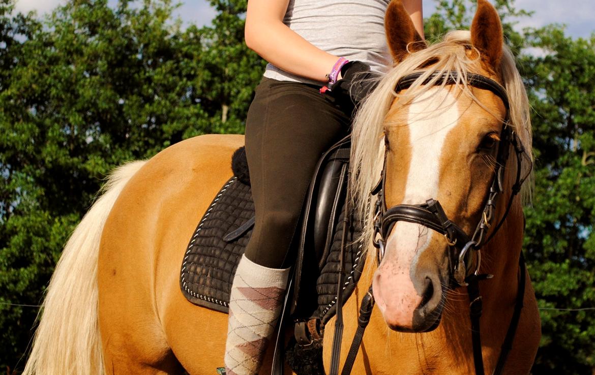 Palomino Grønvangs Golden miss Gucci [Solgt] billede 1