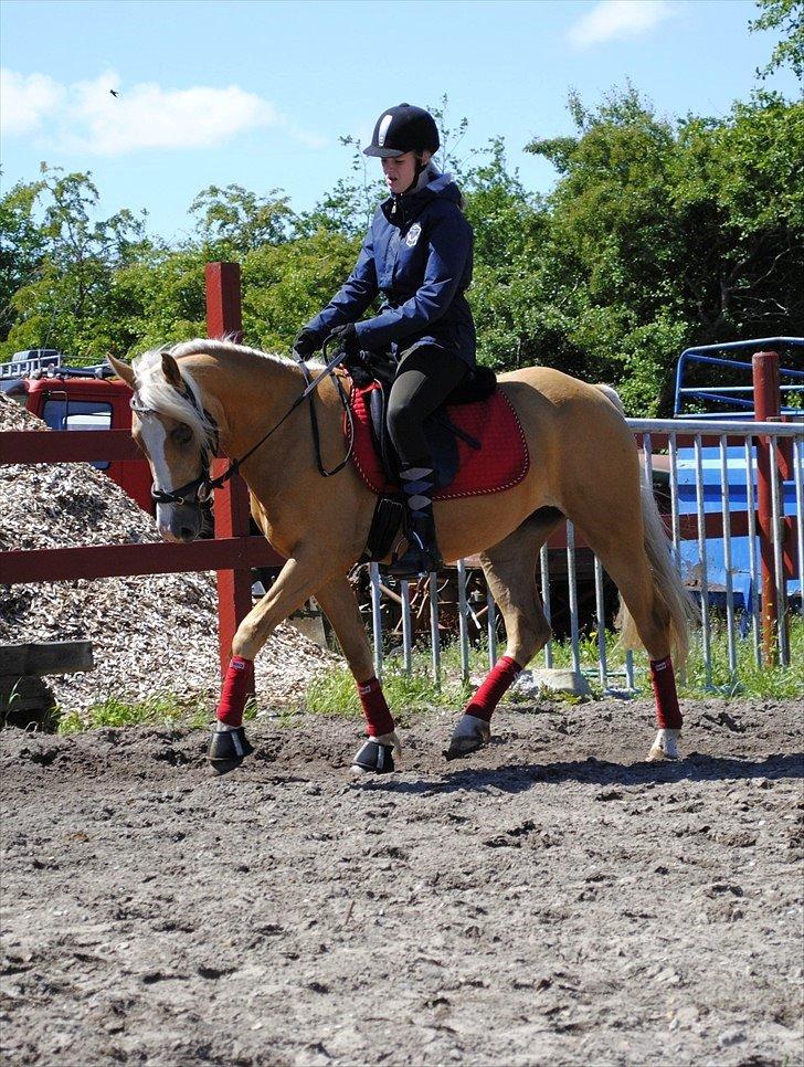 Palomino Grønvangs Golden miss Gucci [Solgt] billede 5