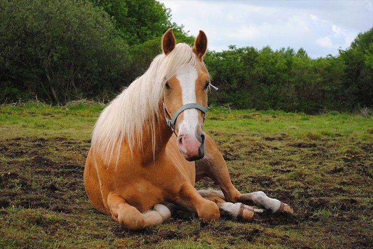 Palomino Grønvangs Golden miss Gucci [Solgt] billede 3