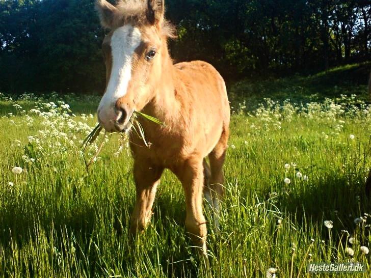 Palomino Grønvangs Golden miss Gucci [Solgt] - Gucci som mindre  billede 6