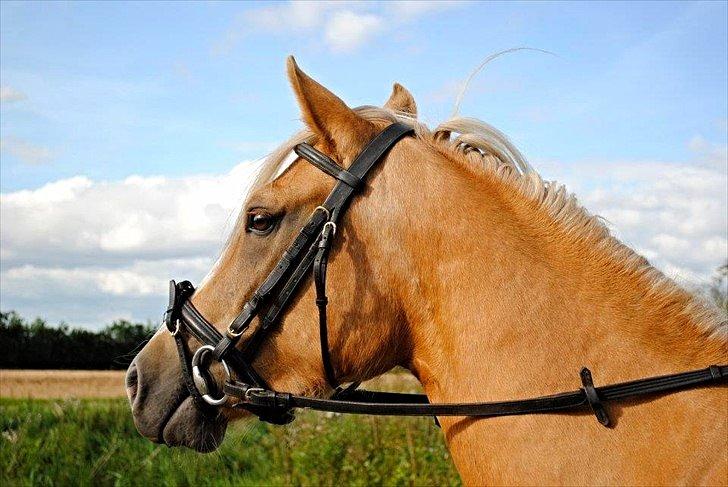 Palomino Grønvangs Golden miss Gucci [Solgt] billede 9