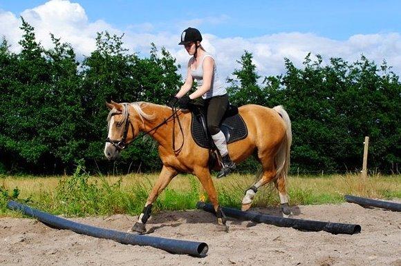 Palomino Grønvangs Golden miss Gucci [Solgt] billede 10