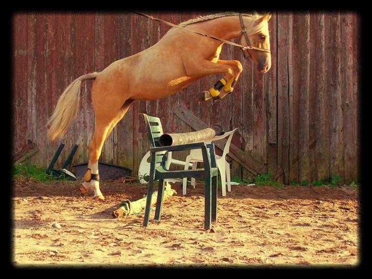 Palomino Grønvangs Golden miss Gucci [Solgt] billede 2